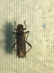 Pronocera collaris