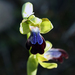 Ophrys iricolor iricolor - Photo (c) Nicolas Lagière, some rights reserved (CC BY-NC), uploaded by Nicolas Lagière