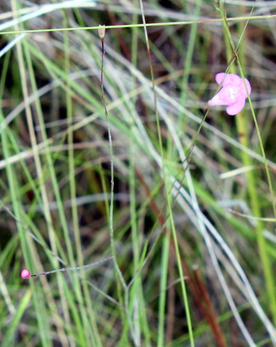 Image of Jackson False Foxglove (Agalinis filicaulis) by (c) Lauren McLaurin, some rights reserved (CC BY)