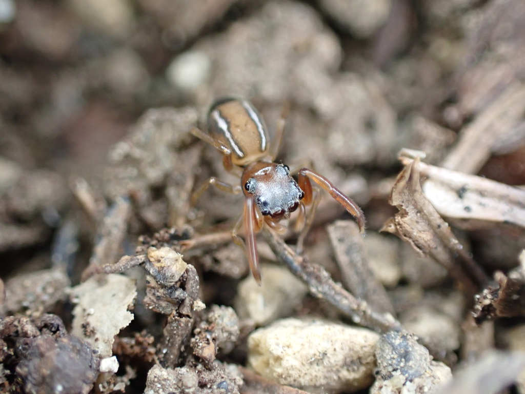 Synagelides annae