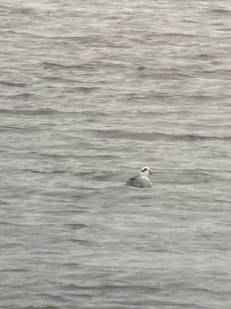 흰비오리 from Orrevegen, Kleppe, 11, NO on 2023년 03월 17일... by Richard Littauer · iNaturalist 흰비오리 (Mergellus albellus)