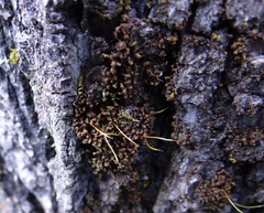 Syntrichia latifolia