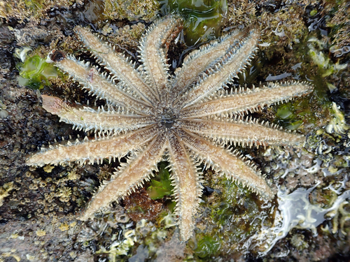 Eleven-armed Sea Star
