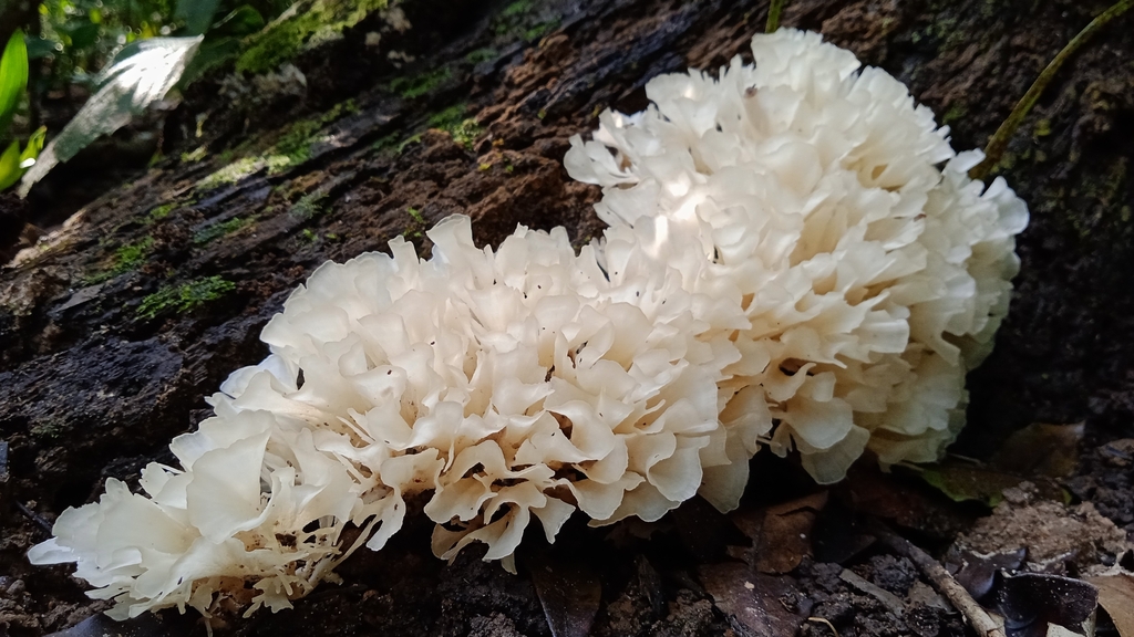 Irpex rosettiformis · March 2023 · photo: © deniszabin (iNaturalist, cc-by)