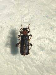 Phymatodes testaceus