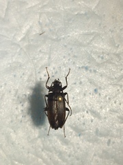 Capnochroa fuliginosa