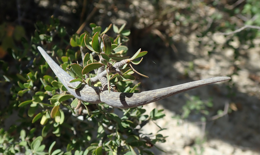 Secamonopsis