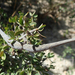 Secamonopsis microphylla - Photo (c) Laurence Ramon, algunos derechos reservados (CC BY-NC), subido por Laurence Ramon