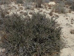 Secamonopsis microphylla image