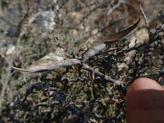 Secamonopsis microphylla image