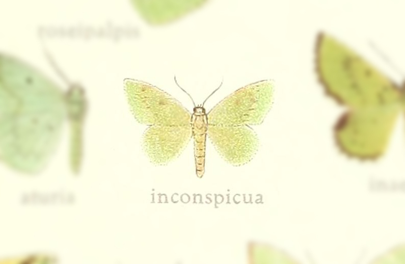 Lissochlora inconspicua