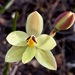 Lemon-scented Sun Orchid - Photo (c) QuestaGame, some rights reserved (CC BY-NC-ND), uploaded by QuestaGame