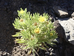 Asteriscus graveolens subsp. stenophyllus image