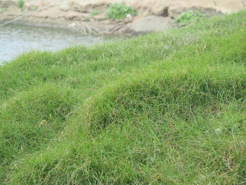 Image of Cynodon nlemfuensis by no rights reserved