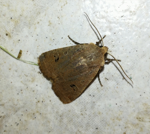 mora červenohlavá (Conistra erythrocephala)