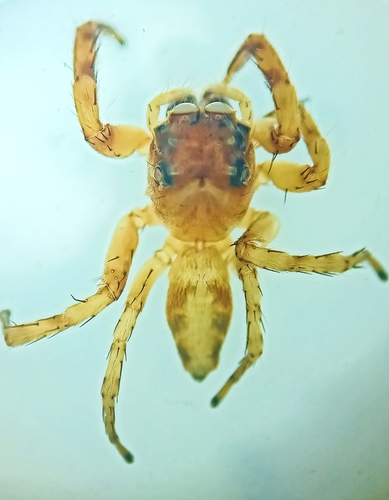Lepidemathis