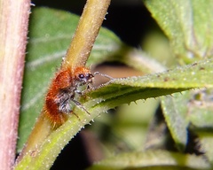 Sphaeropthalma unicolor