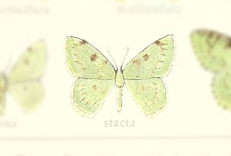 Lissochlora stacta