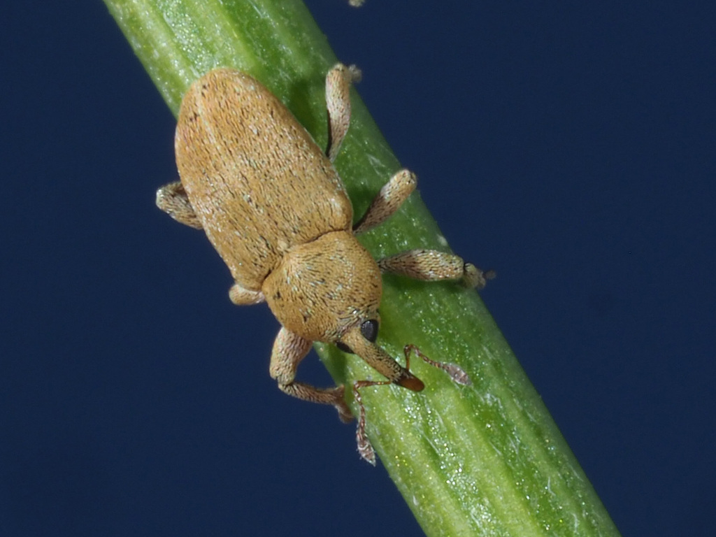 Tychius breviusculus (001 Oligolektische Arthropoden und Parasiten an