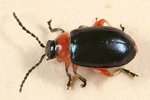 Disonycha collata (Fabricius, 1801)