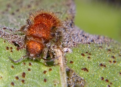 Sphaeropthalma unicolor