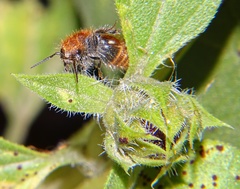 Sphaeropthalma unicolor