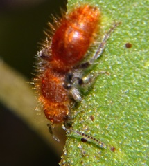 Sphaeropthalma unicolor