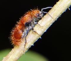 Sphaeropthalma unicolor