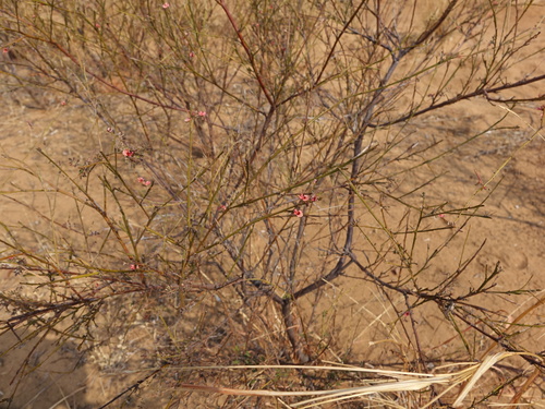 Indigofera interrupta image