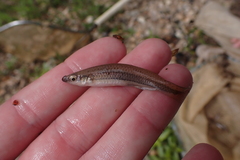 Broadstripe Topminnow photo 5