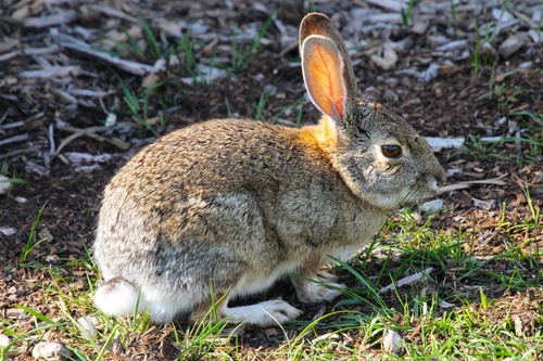 iNaturalist observation photo of Desert Cottontail