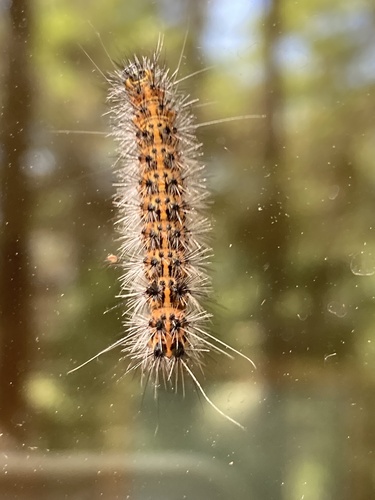 Dubious Tiger Moth photo 3