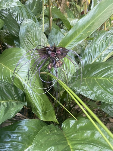 Tacca chantrieri observed 2023-03-14
