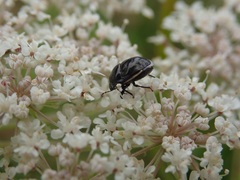 Corimelaena lateralis