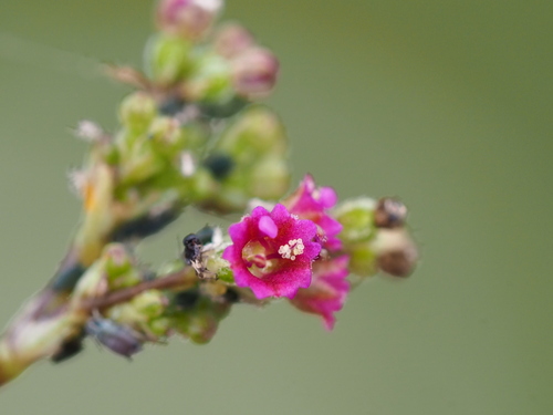 Boerhavia diffusa