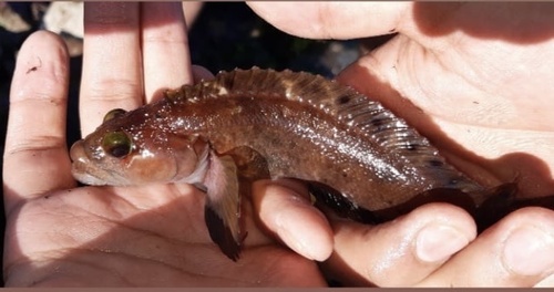 Kelp blenny (Auchenionchus crinitus) — Labrisomidae — 2