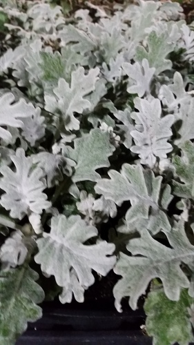 Dusty miller