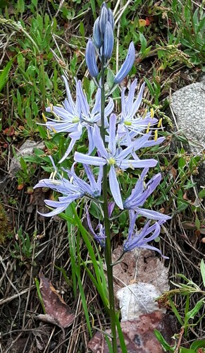 Camassia quamash