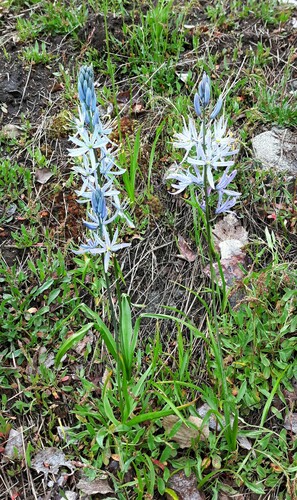 Camassia quamash