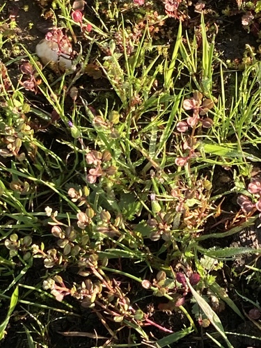 iNaturalist observation photo of Shining Pepperweed