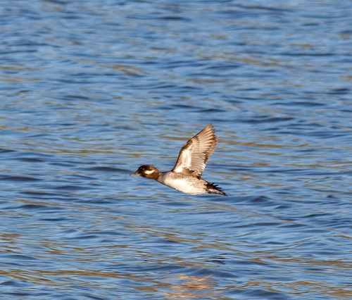 Bufflehead photographed in Mississippi