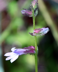 Lobelia brevifolia