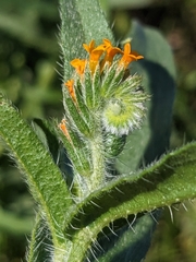 Amsinckia lycopsoides