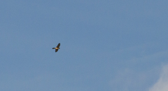 Falco tinnunculus