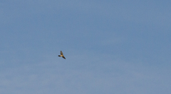 Falco tinnunculus