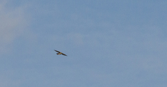 Falco tinnunculus
