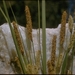 Carex barbarae - Photo (c) 2007 California Academy of Sciences, μερικά δικαιώματα διατηρούνται (CC BY-NC-SA)