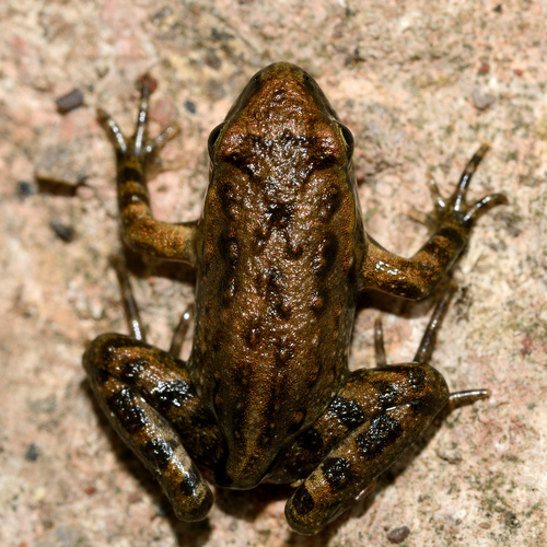 Mediterranean Painted Frog, 11350 Tuchan, France, photo 5 of 10