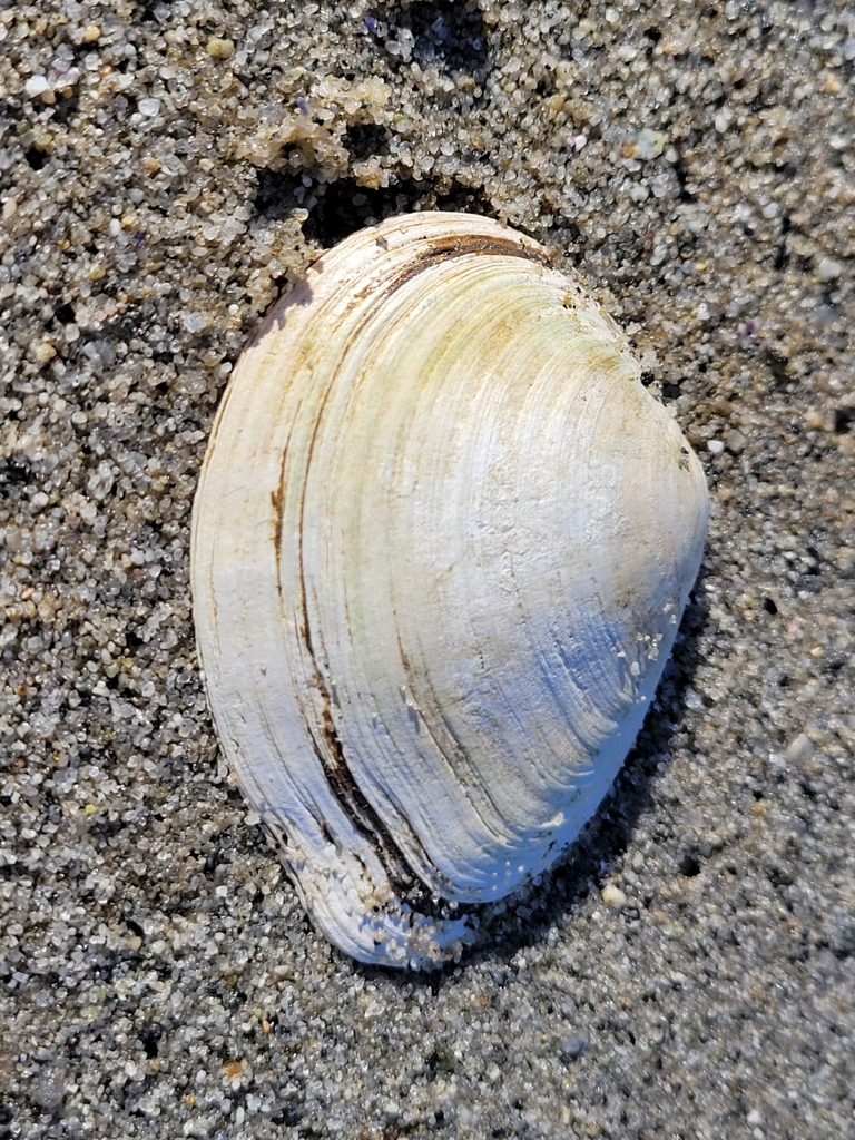 pointed macoma