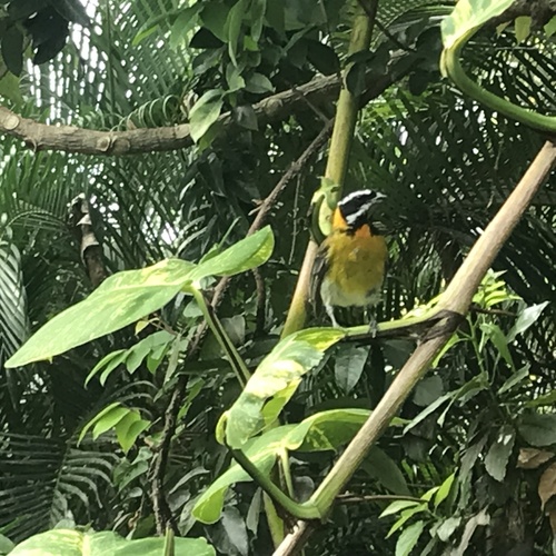 Puerto Rican Spindalis (Spindalis portoricensis), photo 10